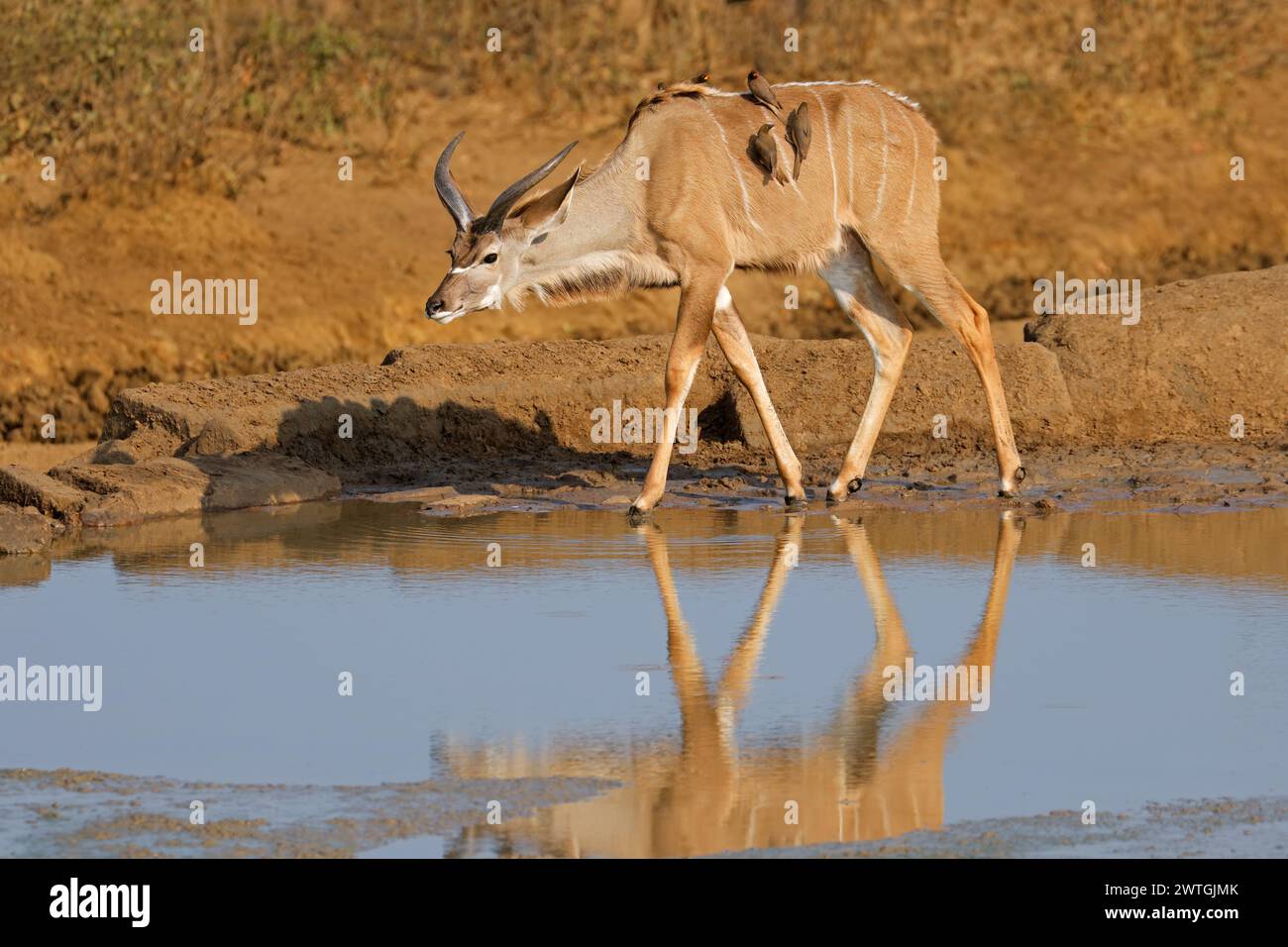 Junge männliche Kudu-Antilope (Tragelaphus strepsiceros) in einem Wasserloch im Kruger-Nationalpark Stockfoto