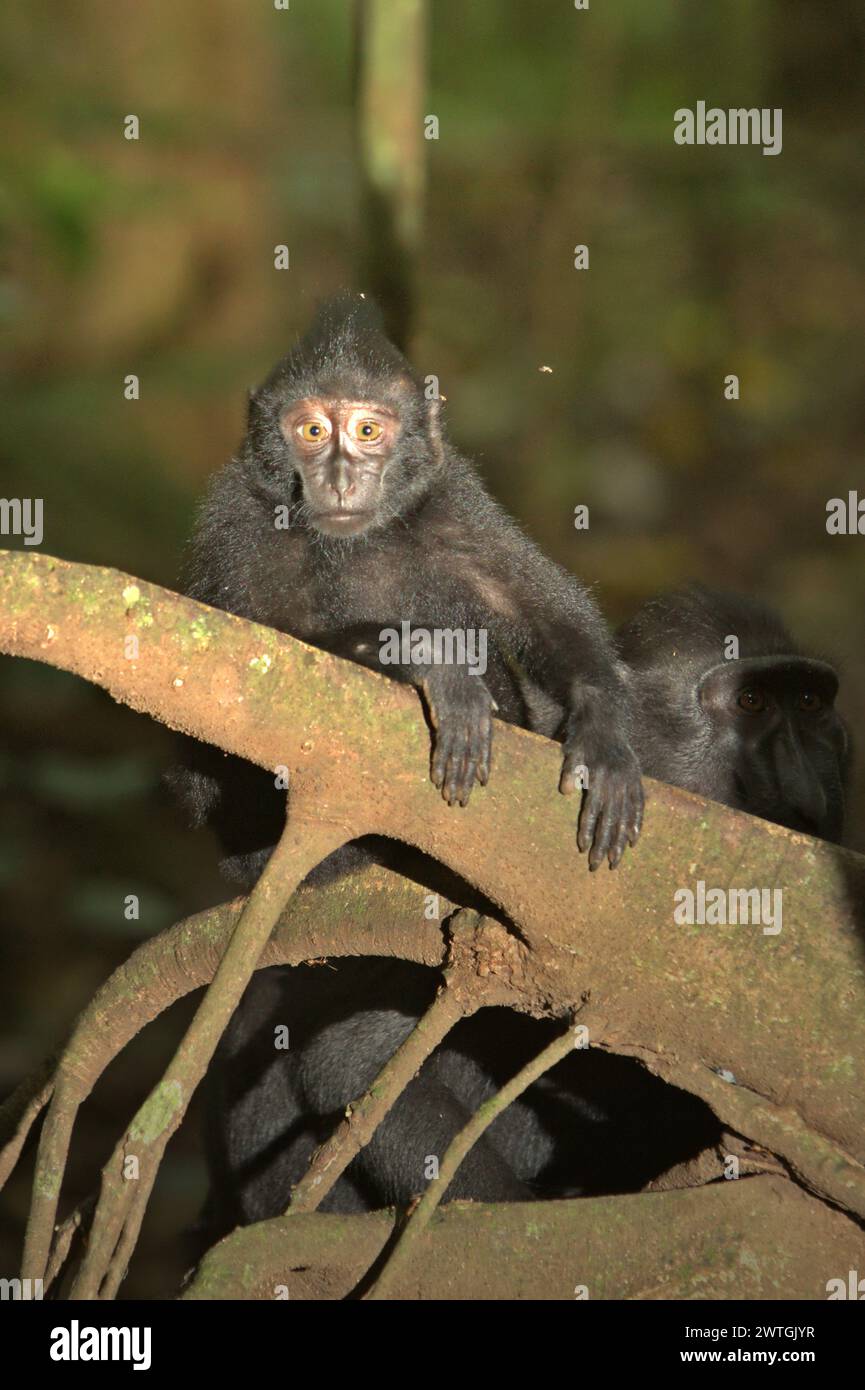 Ein Jungtier von Celebes-Haubenmakaken (Macaca nigra) starrt in die Kamera, während er eine riesige Wurzel eines Baumes im Tangkoko-Wald in Nord-Sulawesi, Indonesien hält. Ein Bericht eines Wissenschaftlerteams unter der Leitung von Marine Joly, der auf Forschungen zwischen 2012 und 2020 basiert, hat ergeben, dass die Temperatur im Tangkoko-Wald um bis zu 0,2 Grad Celsius pro Jahr steigt und die Fruchtfülle insgesamt sinkt. „Ein Großteil der öffentlichen Wahrnehmung der Auswirkungen der Klimakrise hängt mit Szenarien zusammen, die für 2050 und darüber hinaus berechnet wurden. Doch die Auswirkungen der Klimakrise sind aktuell und... Stockfoto