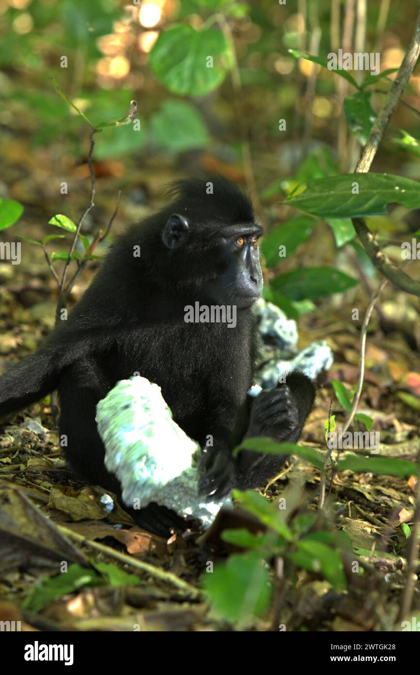 Ein Haubenmakaken (Macaca nigra) hält ein Stück Polystyrolschaumplatte, während er auf dem Boden sitzt, während er in der Nähe eines Strandes, an dem eine Mülldeponie mit Plastikabfällen gesichtet wird, im TWA Batuputih (Batuputih Nature Park) in der Nähe des Tangkoko Nature Reserve in Nord-Sulawesi, Indonesien auf der Suche ist. Nicht nachhaltige menschliche Aktivitäten sind heute die wichtigste Kraft, die Primatenarten zum Aussterben bringt, so ein Team von Wissenschaftlern unter der Leitung von Alejandro Estrada (Institut für Biologie, National Autonomous University of Mexico) in ihrem 2017 veröffentlichten Artikel über ScienceAdvances. Stockfoto