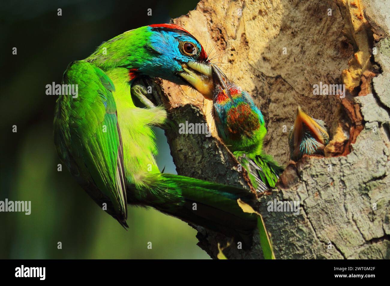 Schöner und farbenfroher blauer Barbetvogel (psilopogon asiaticus), der Küken im Nest füttert, tropischer Wald im Sommer, indien Stockfoto