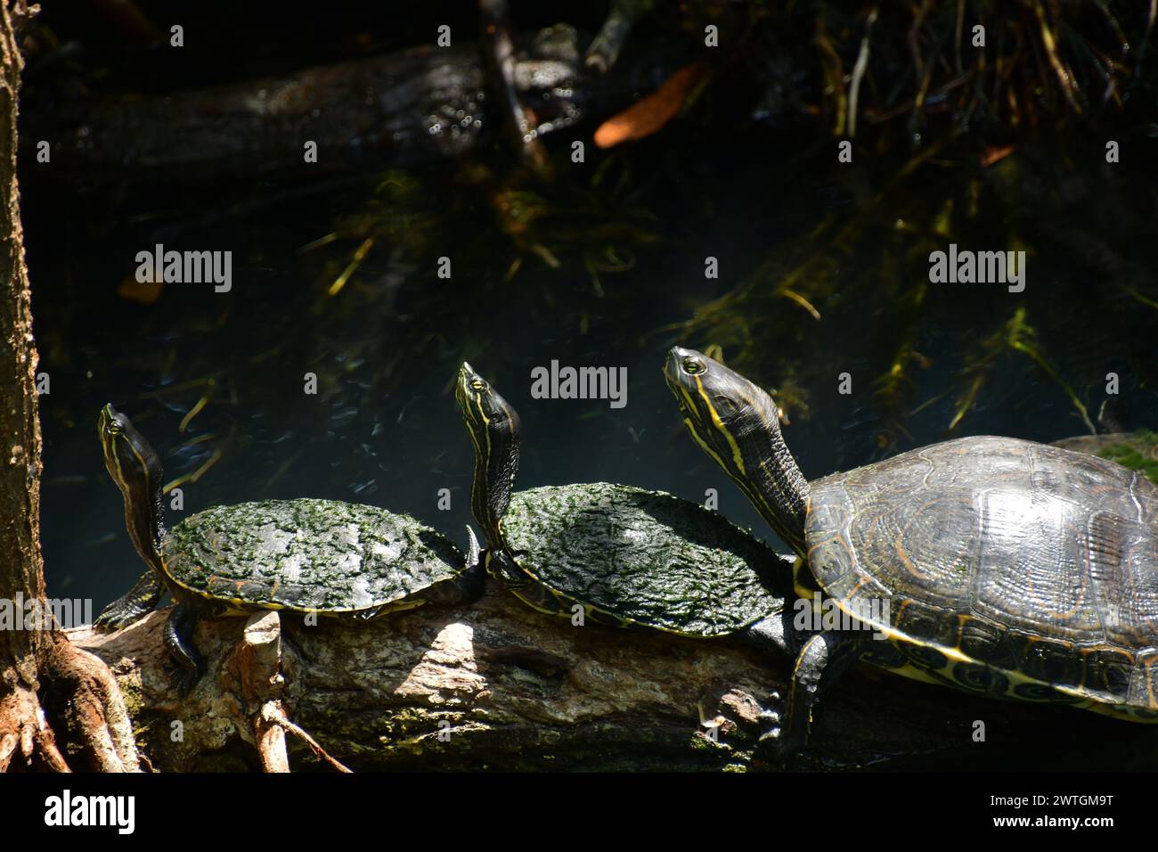 Drei Schildkröten, die auf einem Ast im Wasser sitzen, gehen auf Stockfoto