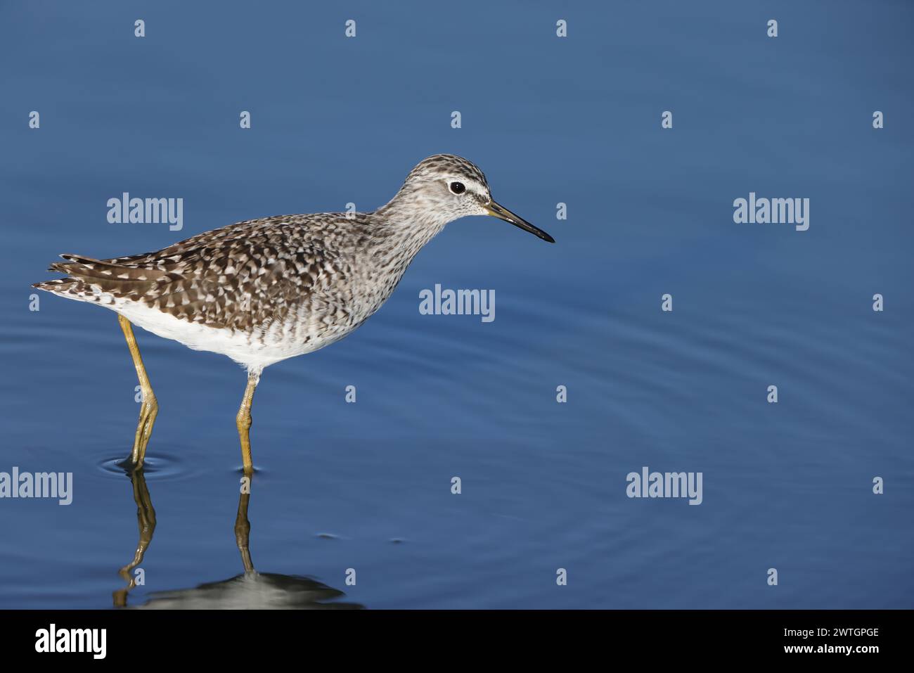 Der Holzsandfänger (Tringa glareola) ist eine kleine Watvögel. Dieses Foto wurde im Kruger-Nationalpark in Südafrika aufgenommen. Stockfoto