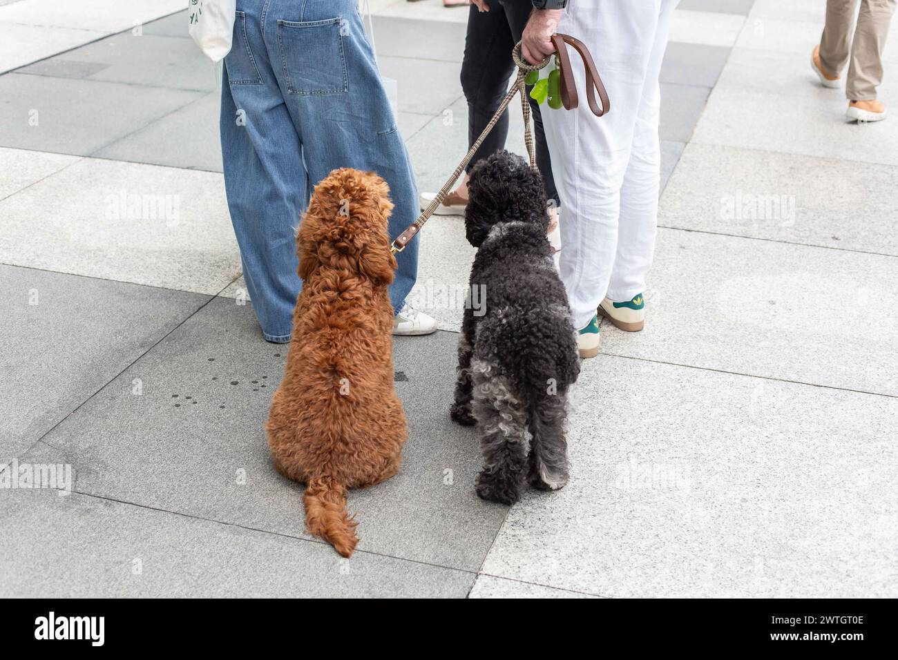 Treue Hunde sind der beste Freund des Mannes, flauschiger zotteliger Hund, der geduldig an der Seite des Besitzers auf der Straße im Freien wartet. Singapur. Stockfoto