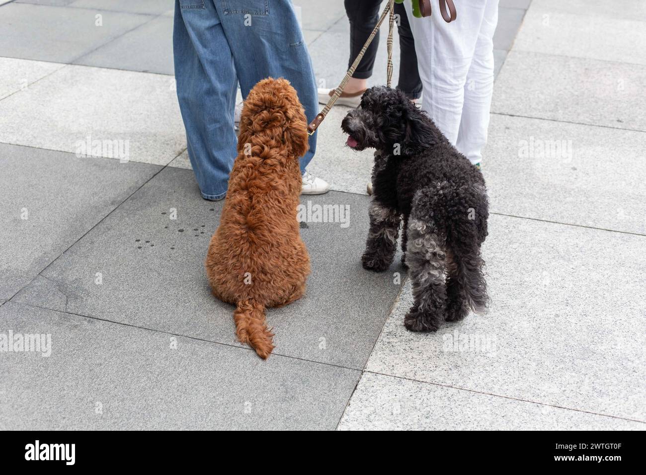 Treue Hunde sind der beste Freund des Mannes, flauschiger zotteliger Hund, der geduldig an der Seite des Besitzers auf der Straße im Freien wartet. Singapur. Stockfoto