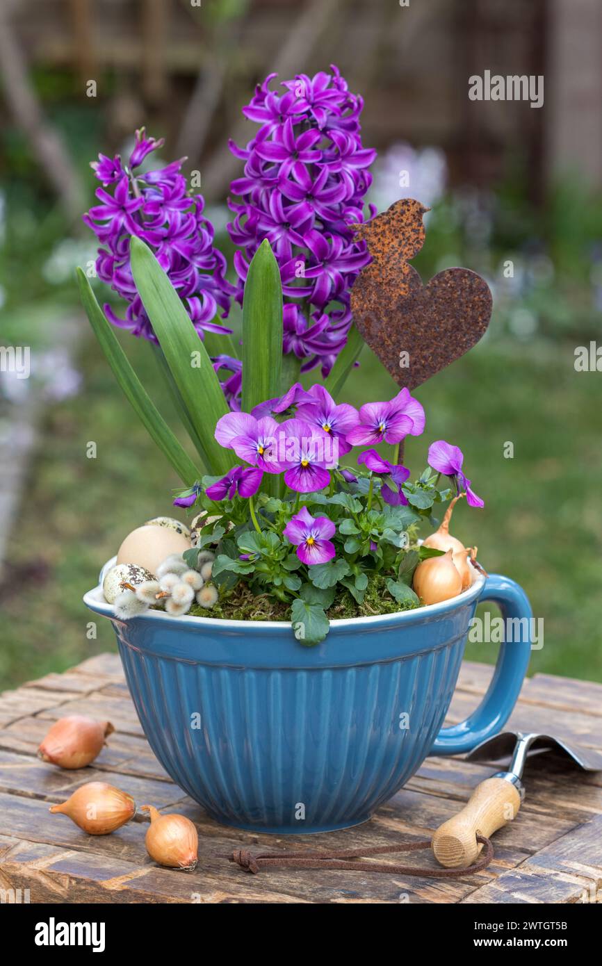 Violette Bratschenblüte und Hyazinthen im Porzellantopf im Garten Stockfoto