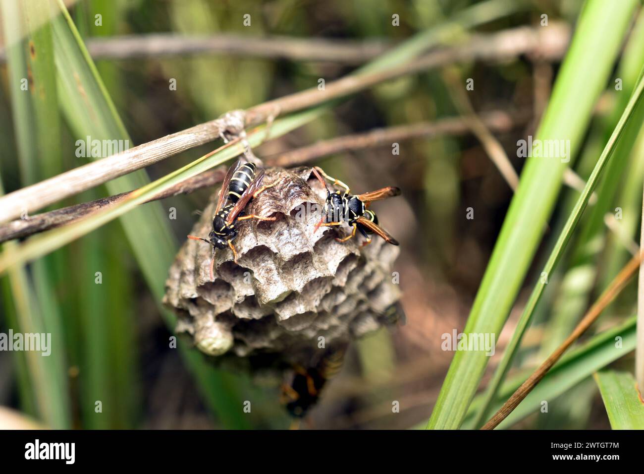 Eine Art Wespennest, dessen Waben mit Larven gefüllt sind. Das Nest hängt an einem Grasstängel. Stockfoto