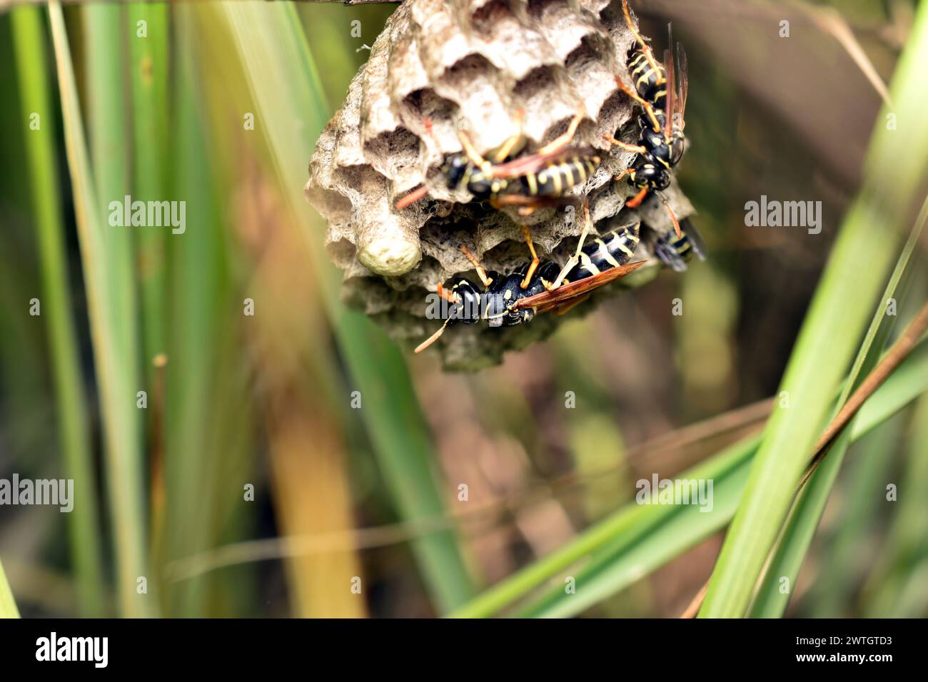 Eine Art Wespennest, dessen Waben mit Larven gefüllt sind. Das Nest hängt an einem Grasstängel. Wespen werden von Larven bewacht. Stockfoto