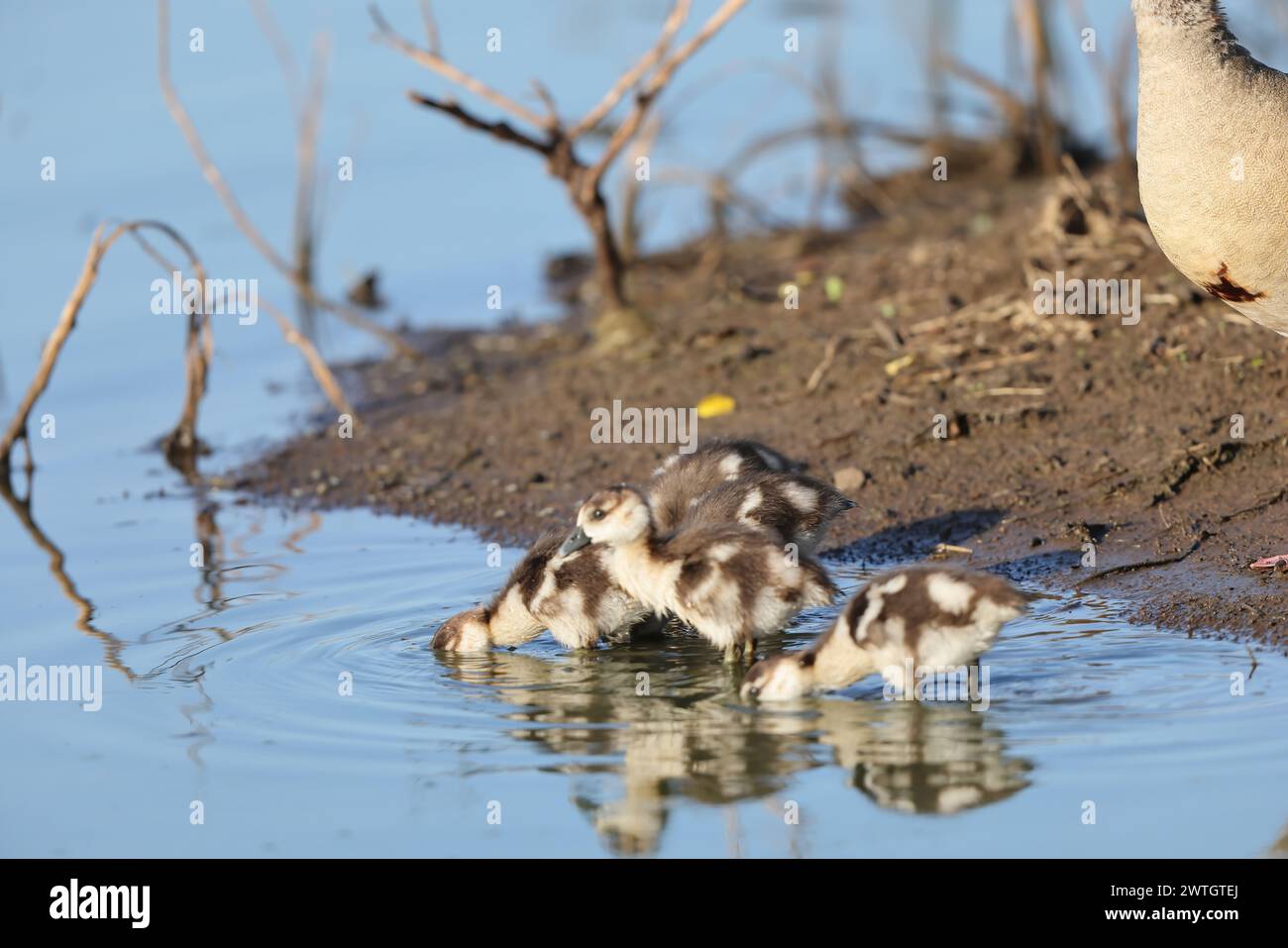 Die ägyptische Gans (Alopochen aegyptiaca) ist ein afrikanisches Mitglied der Familie der Anatidae, die Enten, Gänse und Schwäne umfasst. Dieses Foto wurde in Kruger Na aufgenommen Stockfoto