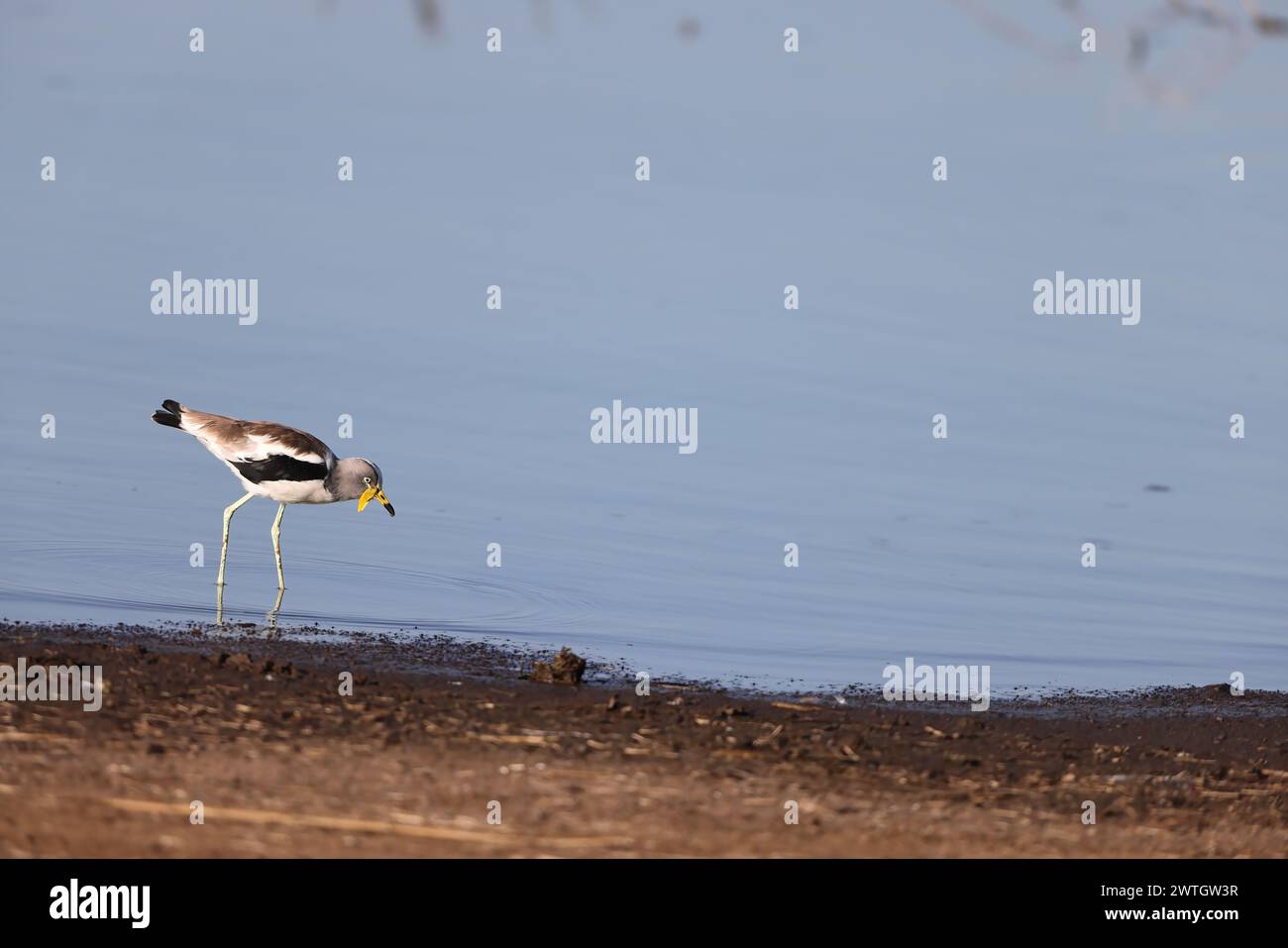 Der weißgekrönte, weißköpfige, weißköpfige, weißköpfige Plover (Vanellus albiceps) ist eine mittelgroße Watvögel. Es ist dort Stockfoto