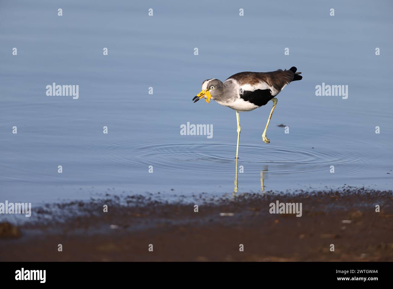 Der weißgekrönte, weißköpfige, weißköpfige, weißköpfige Plover (Vanellus albiceps) ist eine mittelgroße Watvögel. Es ist dort Stockfoto
