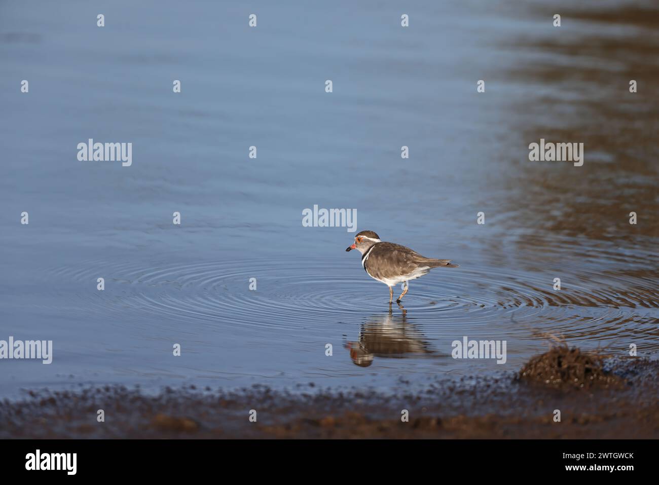 Dreibändiger Pflug oder dreibändiger Sandplover (Charadrius tricollaris) ist eine kleine Watvögel. Dieser Plover ist resistent und im Allgemeinen sitzend in vielen von Stockfoto