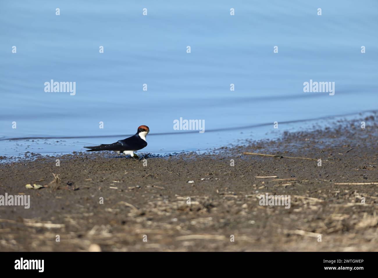 Die Hirundo smithii ist ein kleiner Passerinvogel aus der Familie der Schwalben. Dieses Foto wurde im Kruger-Nationalpark in Südafrika aufgenommen. Stockfoto