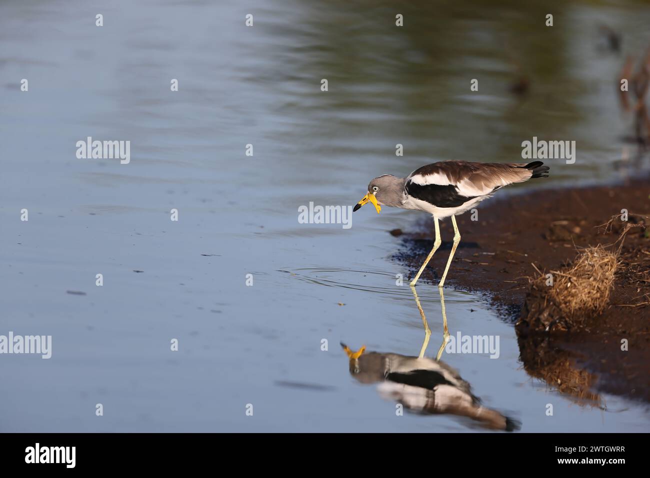 Der weißgekrönte, weißköpfige, weißköpfige, weißköpfige Plover (Vanellus albiceps) ist eine mittelgroße Watvögel. Es ist dort Stockfoto