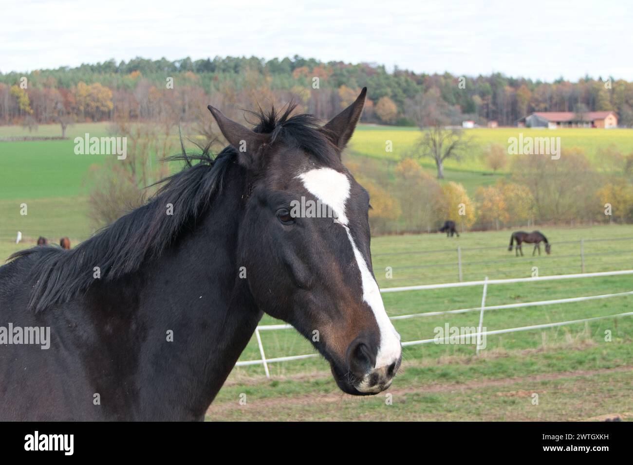 Ein schwarz-weißes Pferd auf einer umzäunten Weide mit anderen Tieren auf grünem Gras. Stockfoto