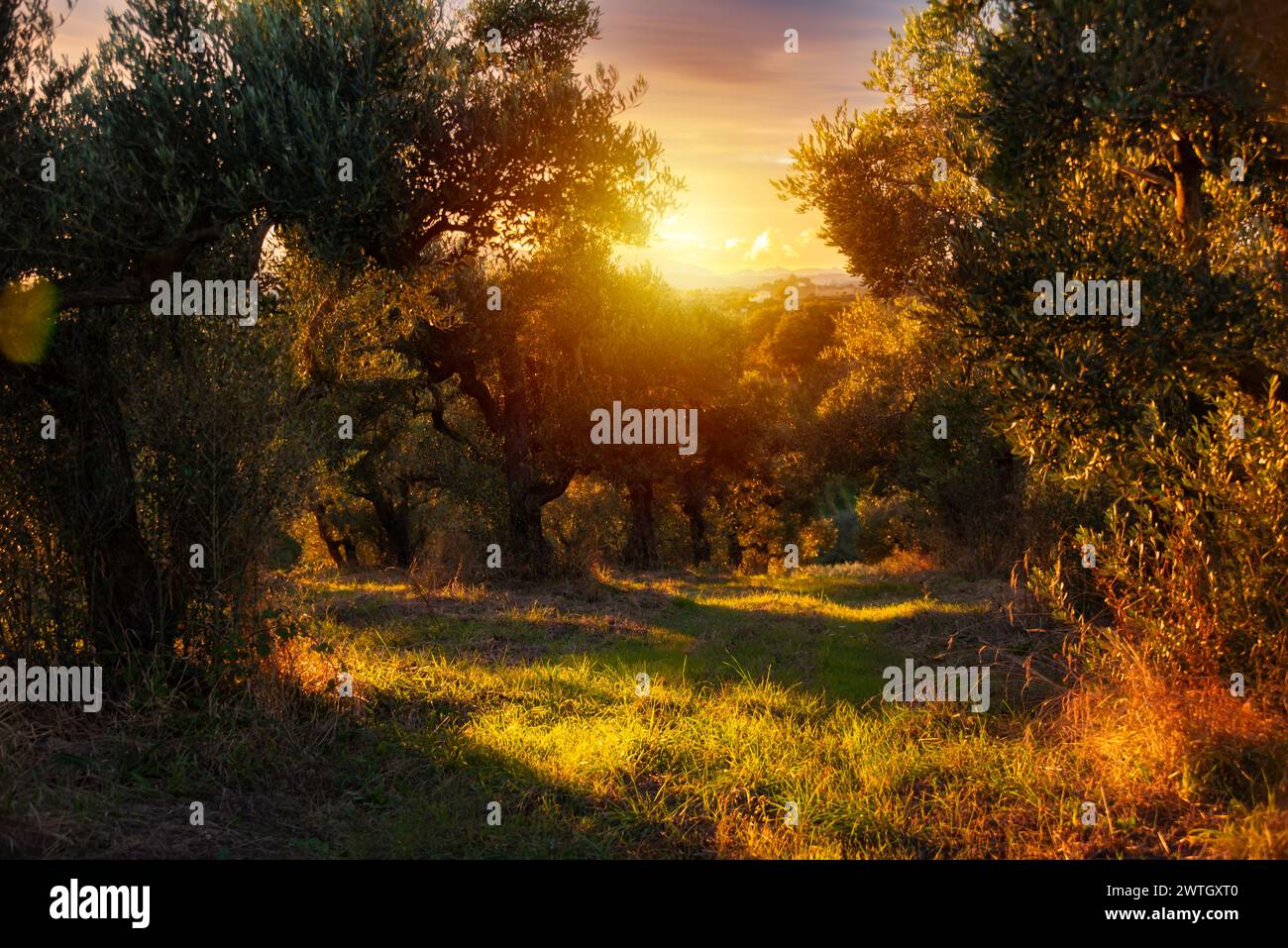Von der Sonne erleuchtete Olivenzweige Stockfoto