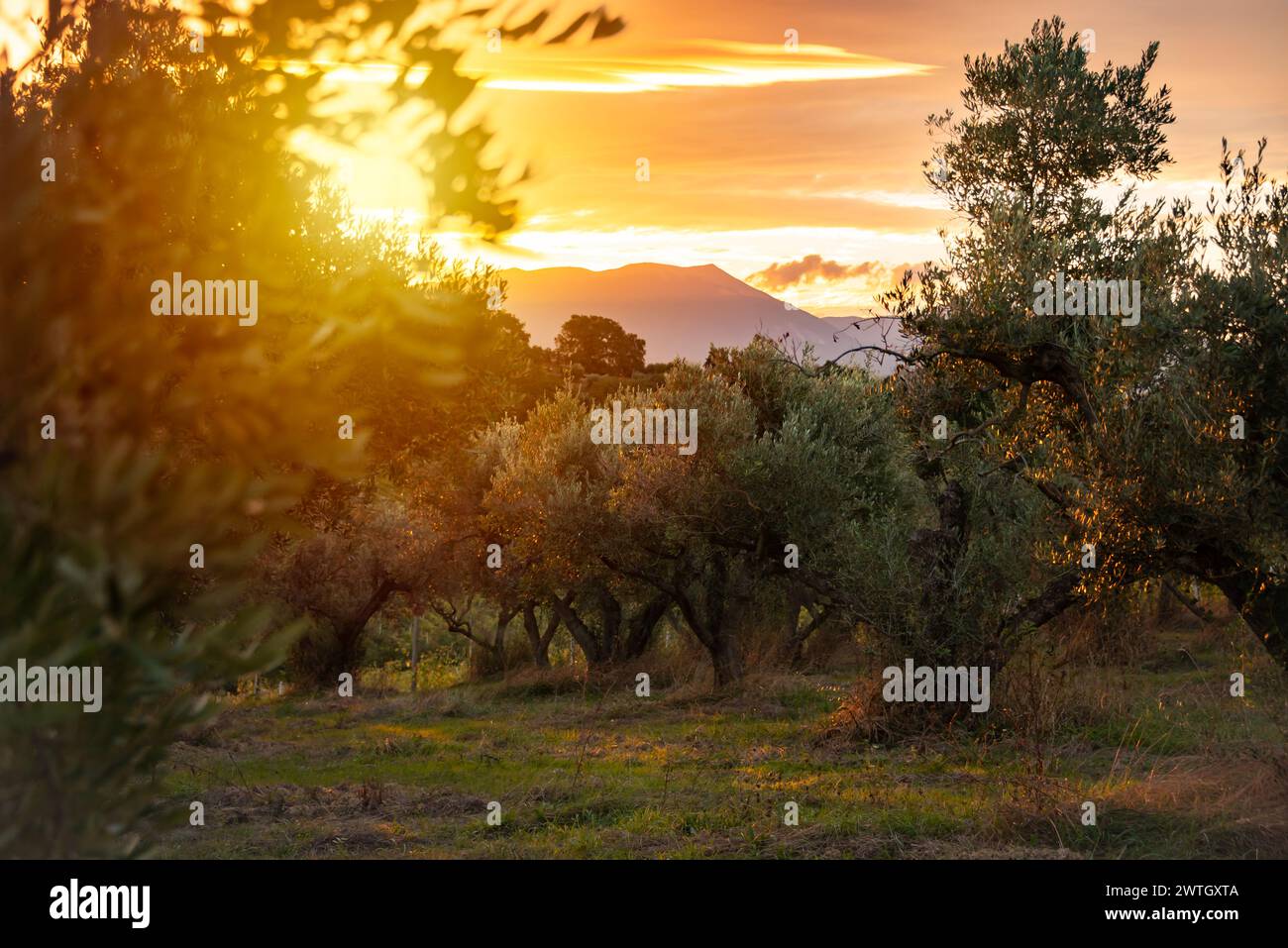 Von der Sonne erleuchtete Olivenzweige Stockfoto
