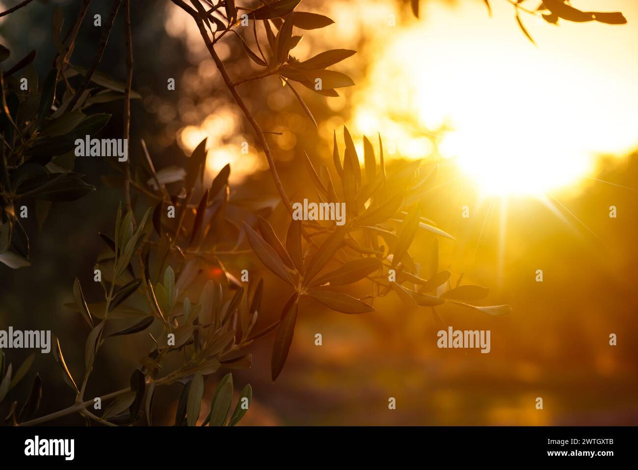 Von der Sonne erleuchtete Olivenzweige Stockfoto