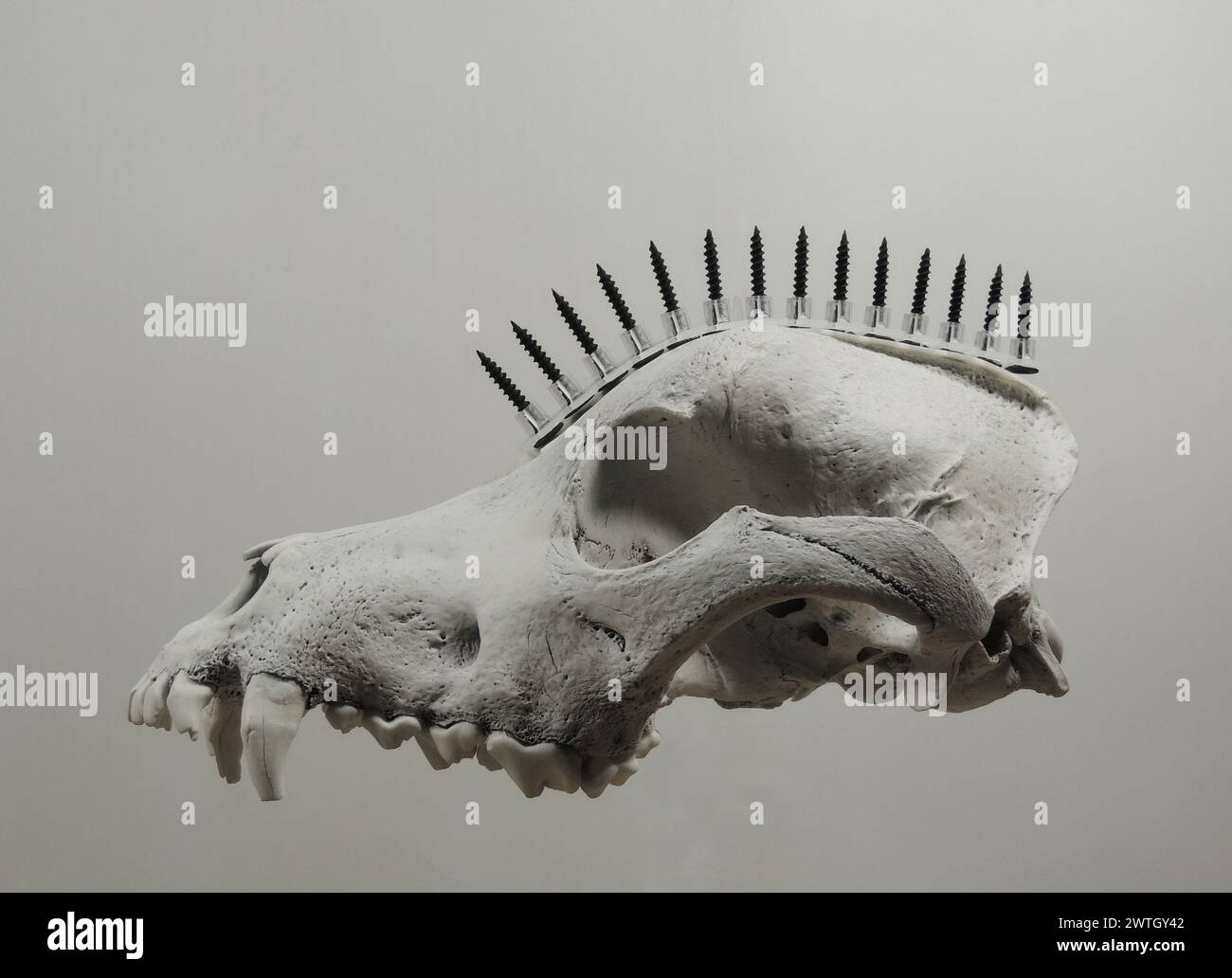 Steampunk-Konzeptbild Des Wolfsschädels Mit Metallschrauben, Die In Der Luft Schweben Stockfoto