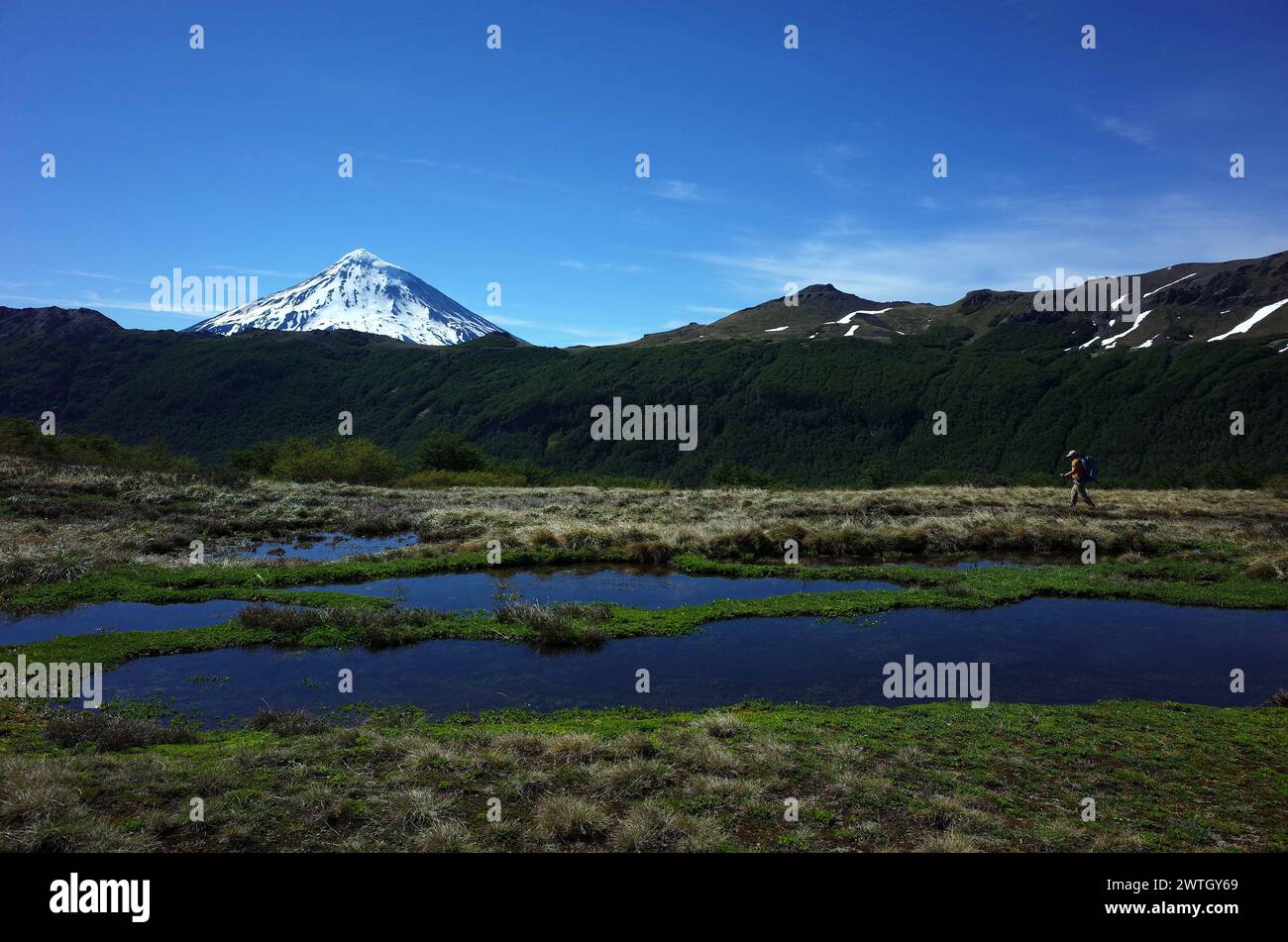 Trekking in Patagonien, Wandertouren auf grasbewachsenen Feuchtgebieten entlang des Villarrica Traverse Wanderweges im Villarrica Nationalpark, Blick auf den Vulkan Stockfoto