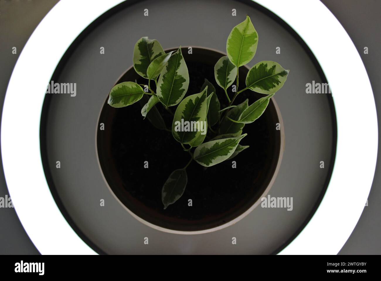 Junge Hauspflanze Im Blumentopf Im Kreis Des Lichtkonzepts Foto Für Hintergründe Stockfoto
