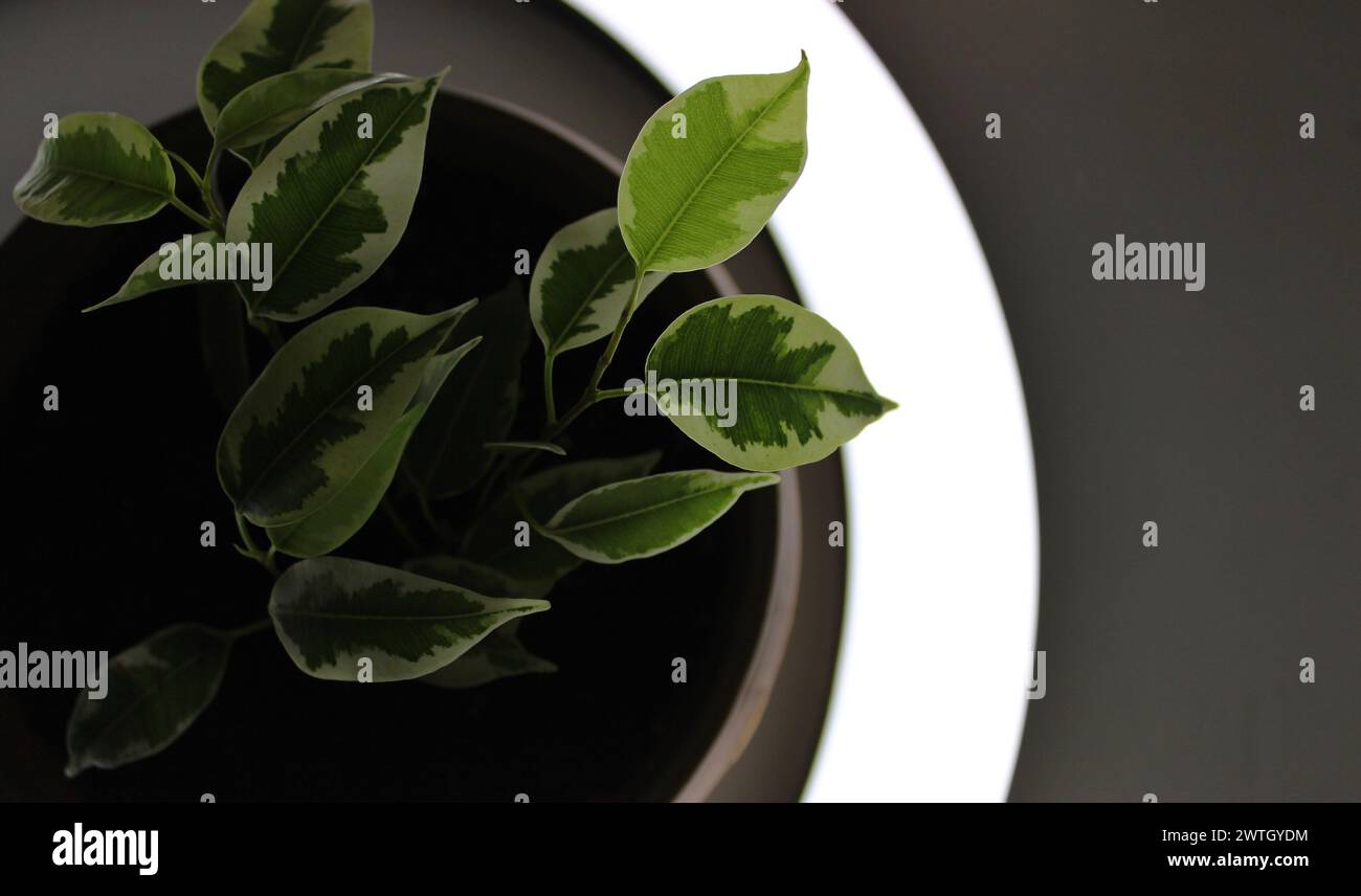 Ficus Tineke-Blätter Werden Von Unten Mit Einer Runden Lampe Beleuchtet Stockfoto