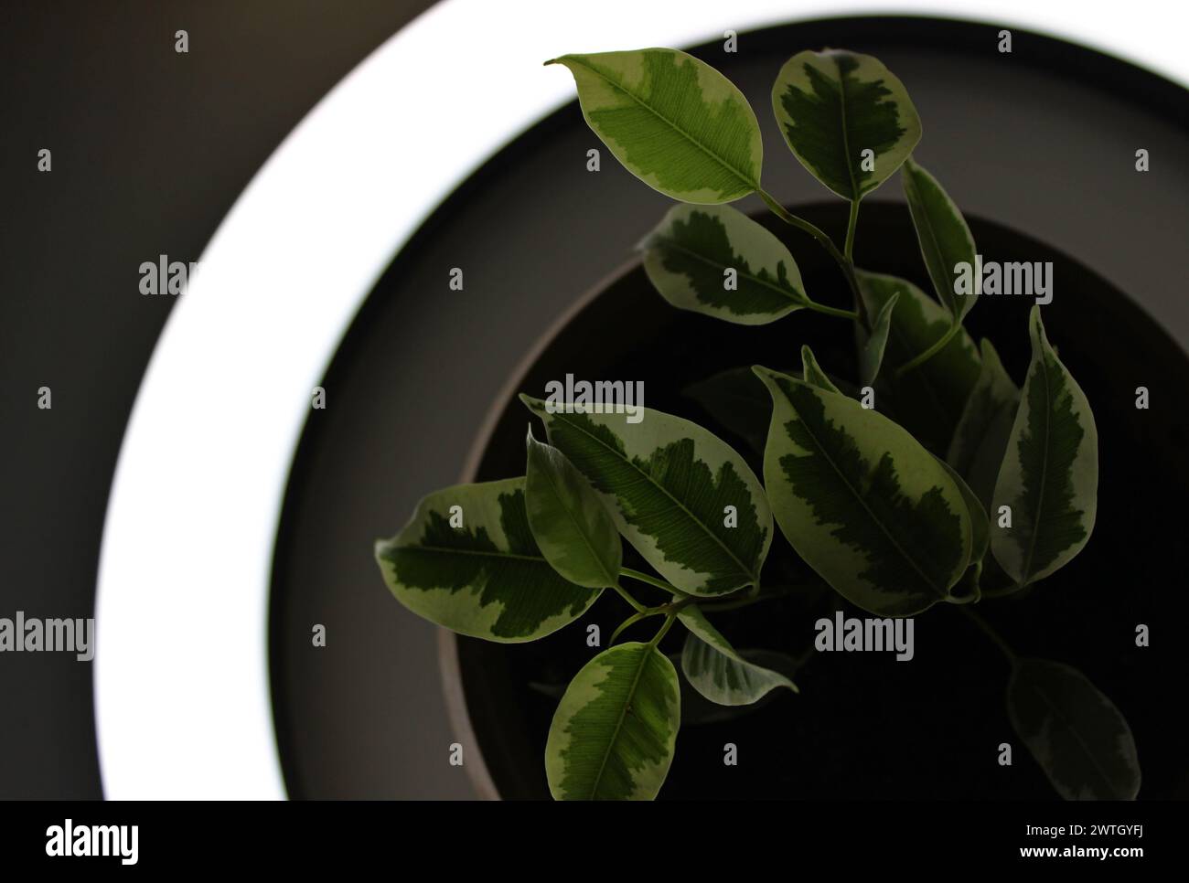 Zweig Von Ficus Elastica Mit Durchscheinenden Blättern Im Licht Der Ringlampe Stockfoto