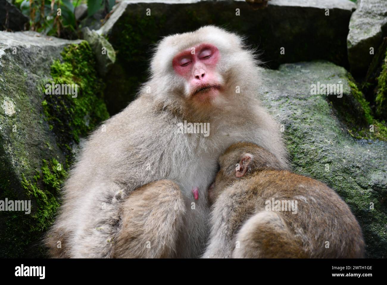 Mutter mit japanischem Makaken oder Schneeaffen im Jigokudani-Nationalpark in der Präfektur Nagano Stockfoto