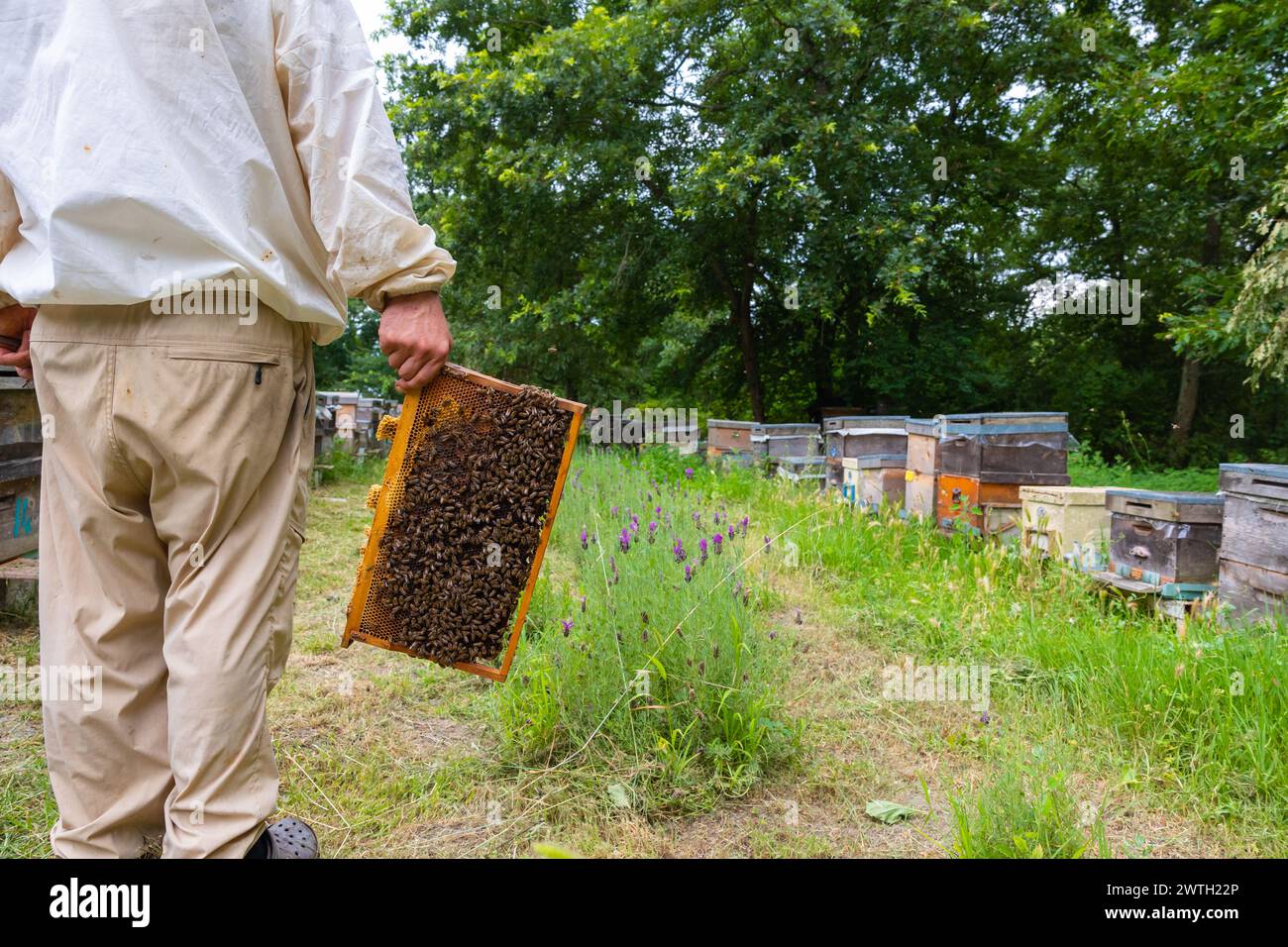 Imker hält einen Wabenrahmen im Bienenhaus. Foto: Imkerei- oder Bienenzuchtkonzept. Stockfoto
