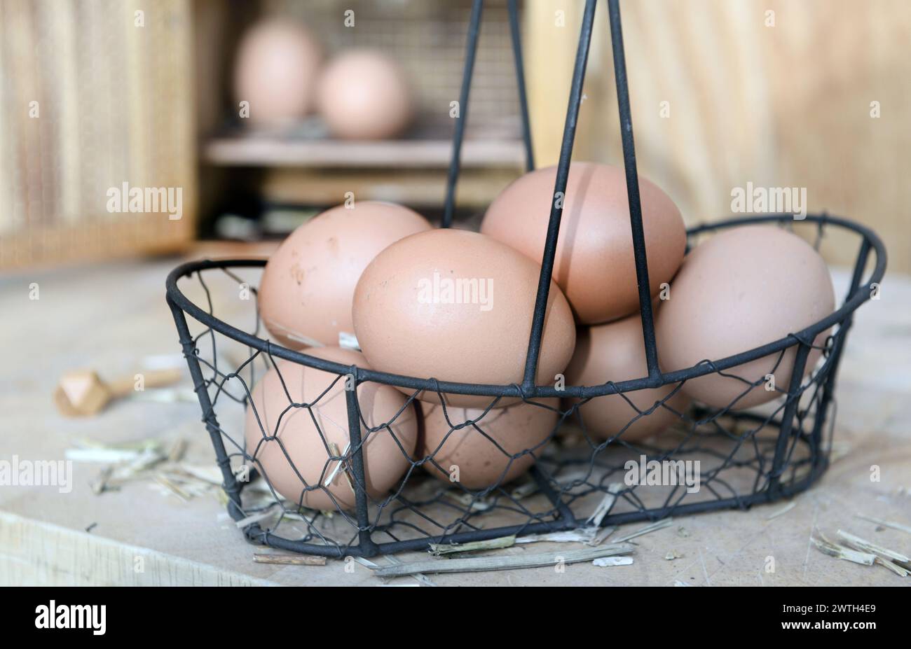 Hühnereier, die in einem kleinen Metallkorb vor einem sich öffnenden Eierkasten in Heu auf hölzernem Hintergrund gesammelt werden Stockfoto
