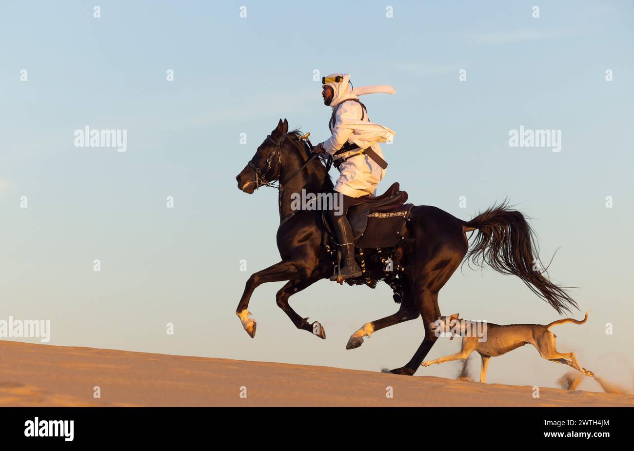 Mann in traditioneller Saudi-arabischer Kleidung in einer Wüste mit einem schwarzen Hengst Stockfoto