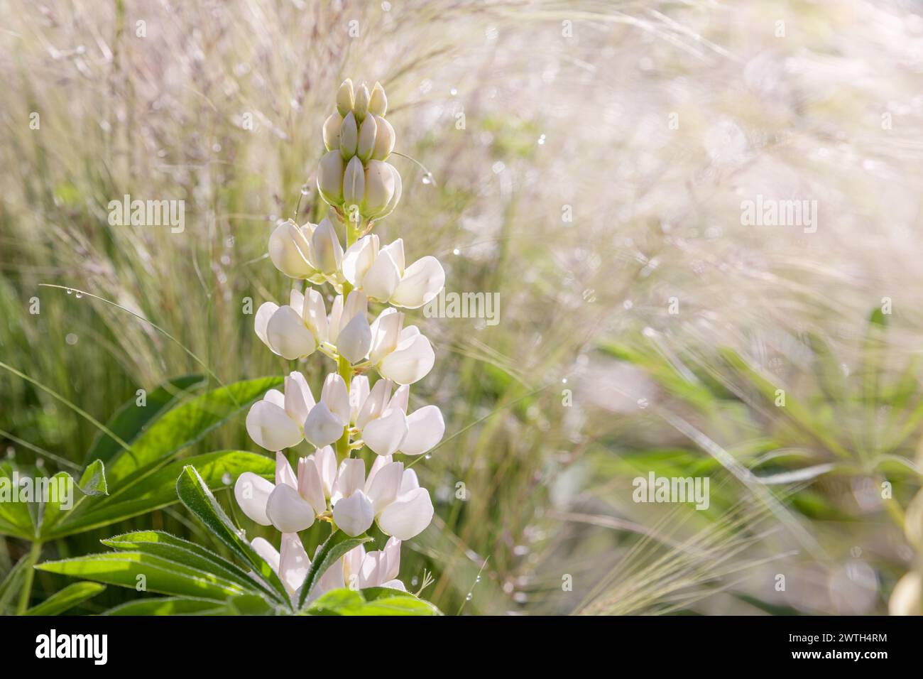 Eine weiße Lupinenblume, die von der frühen Morgensonne hinterleuchtet wird, und mit Tau auf den Gräsern im Hintergrund. Stockfoto