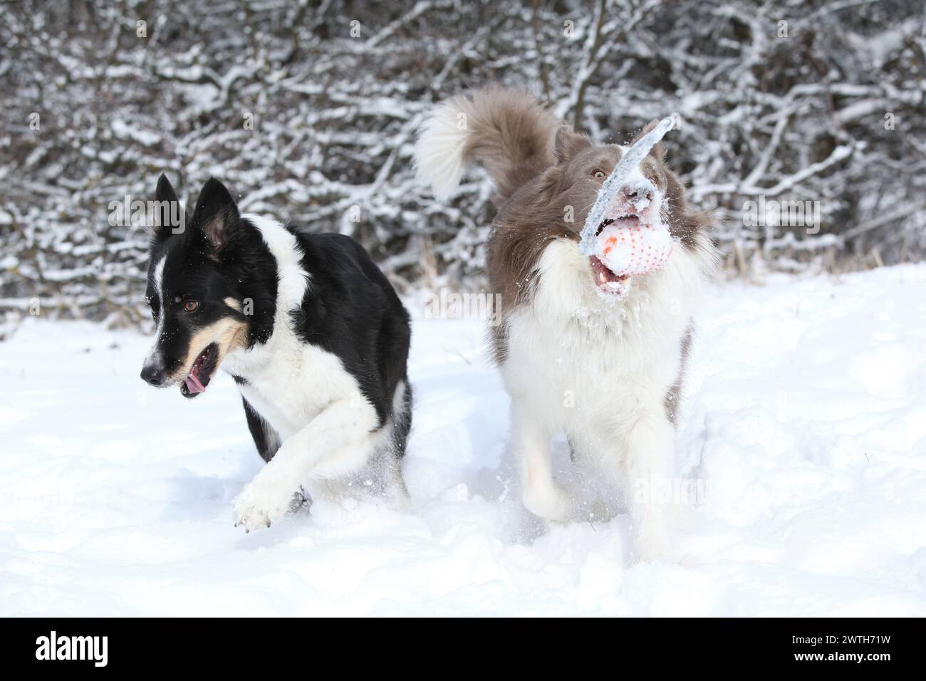 Zwei Border Collies laufen im Schnee und spielen Togerher Stockfoto