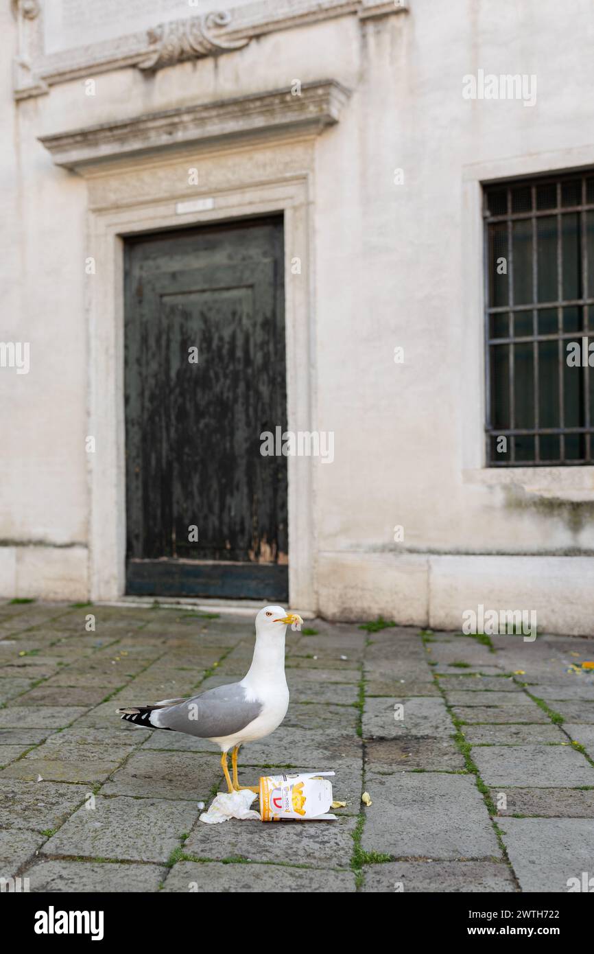 Möwe inmitten der historischen Straßen Venedigs Stockfoto