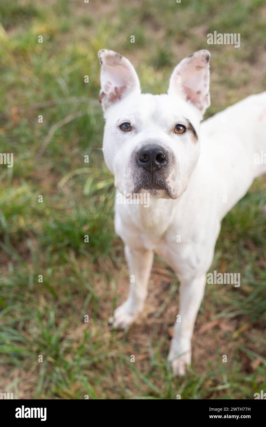 Aufmerksamer weißer Hund mit einzigartigen gefleckten Ohren Stockfoto