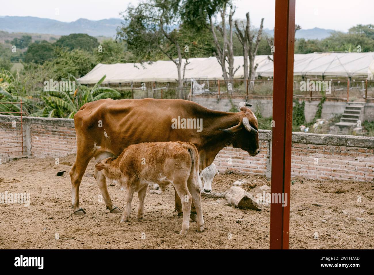 Kälber trinken Milch auf der mexikanischen Ranch Stockfoto