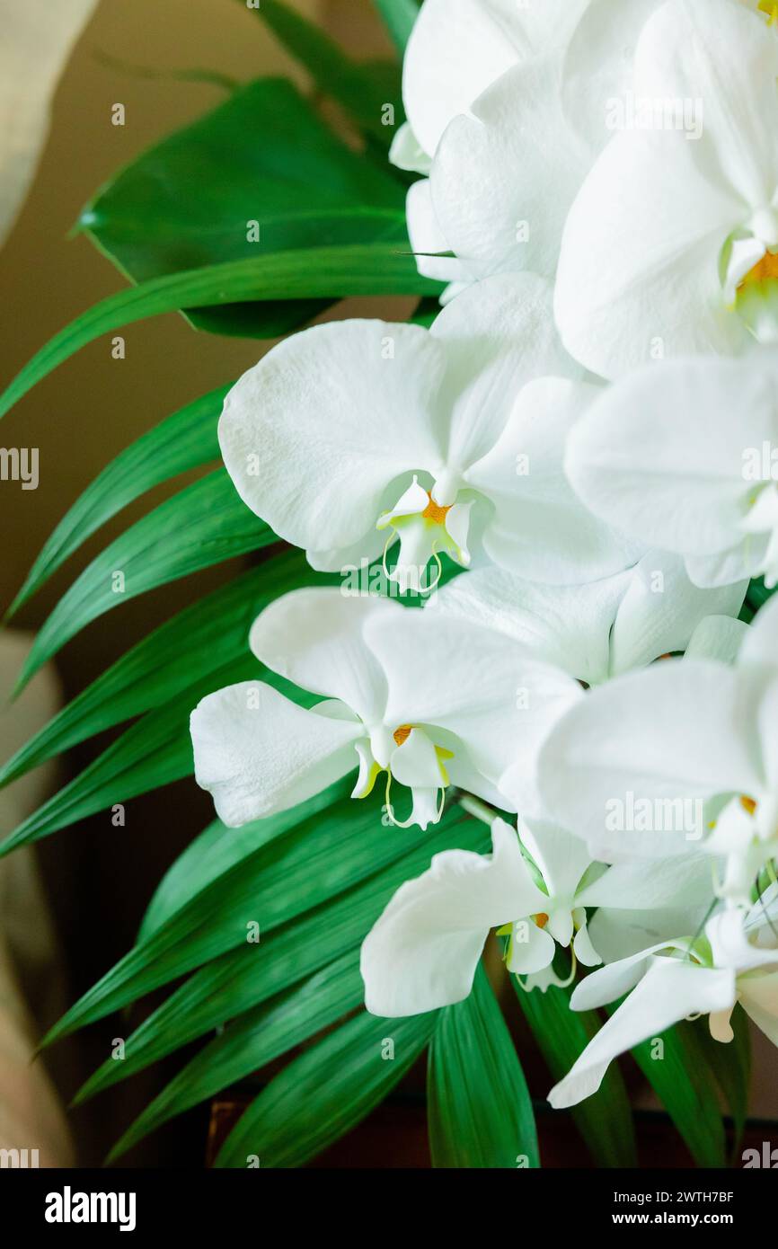 floral Magnolien Weiße Blumen Palmen Geige Blatt gelb grün Stockfoto