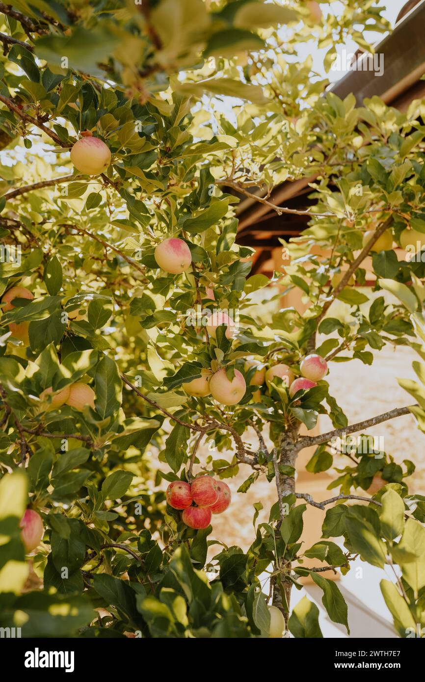 Äpfel hängen an einem Baum im Garten Stockfoto