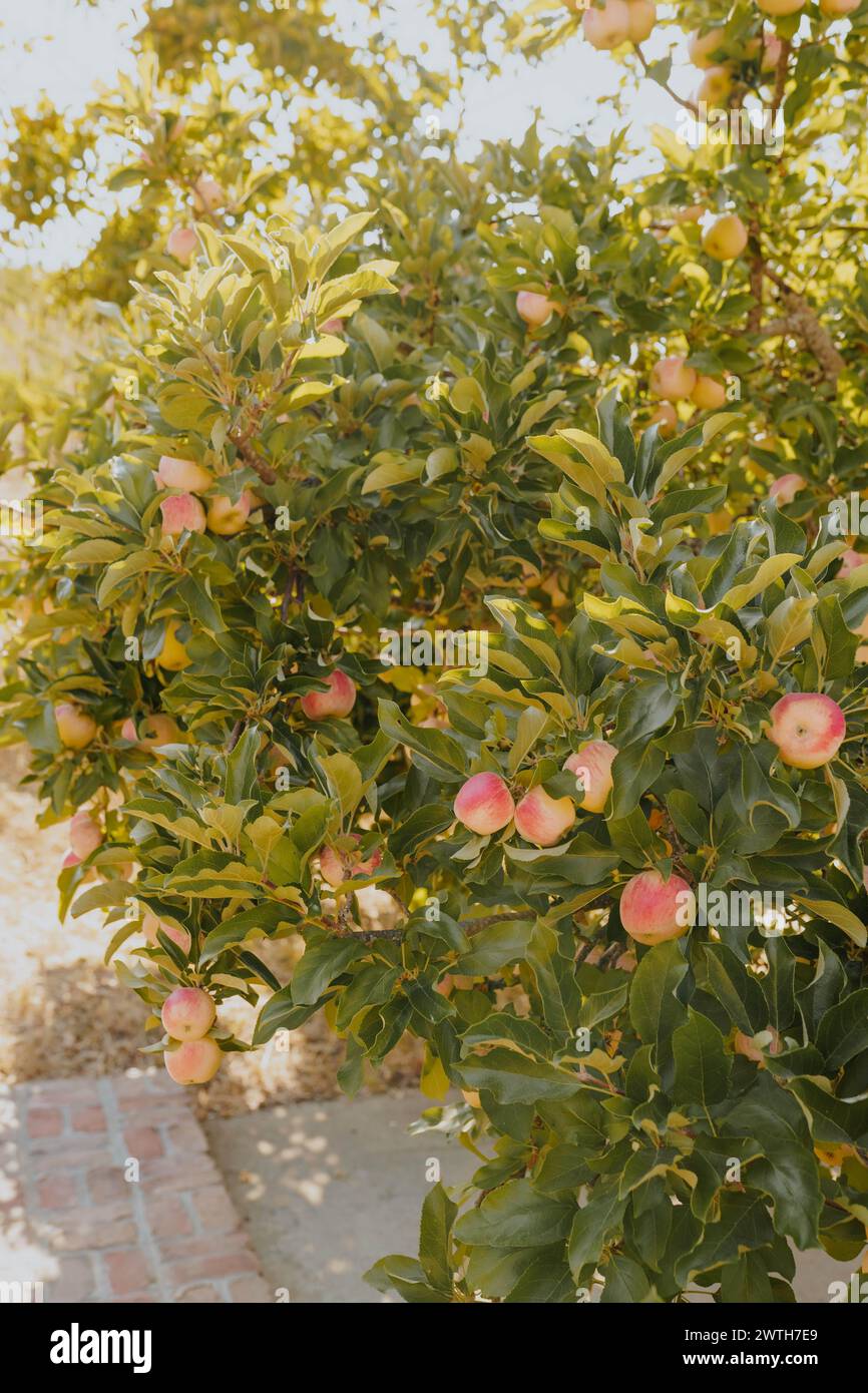 Üppig grüner Baum mit roten Äpfeln Stockfoto