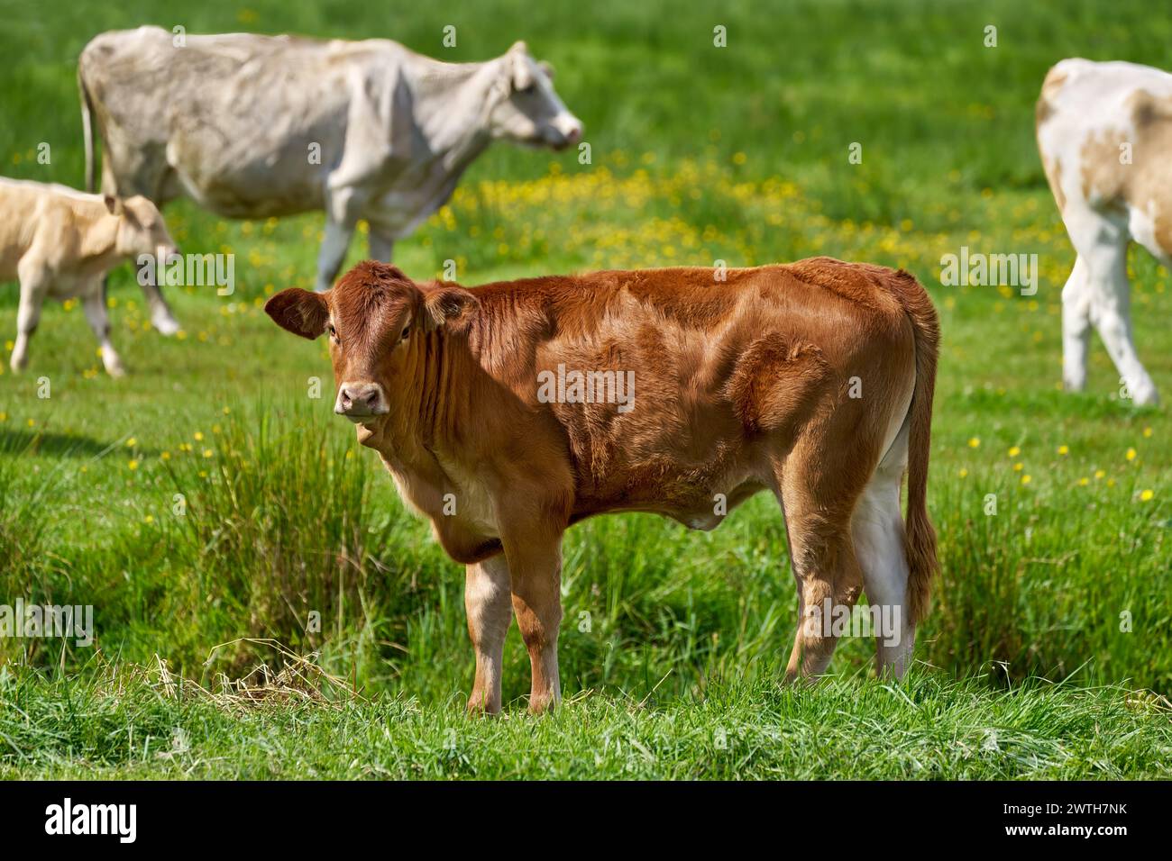 Braune männliche Rinder, die in der Seitenansicht stehen und in die Kamera schauen Stockfoto