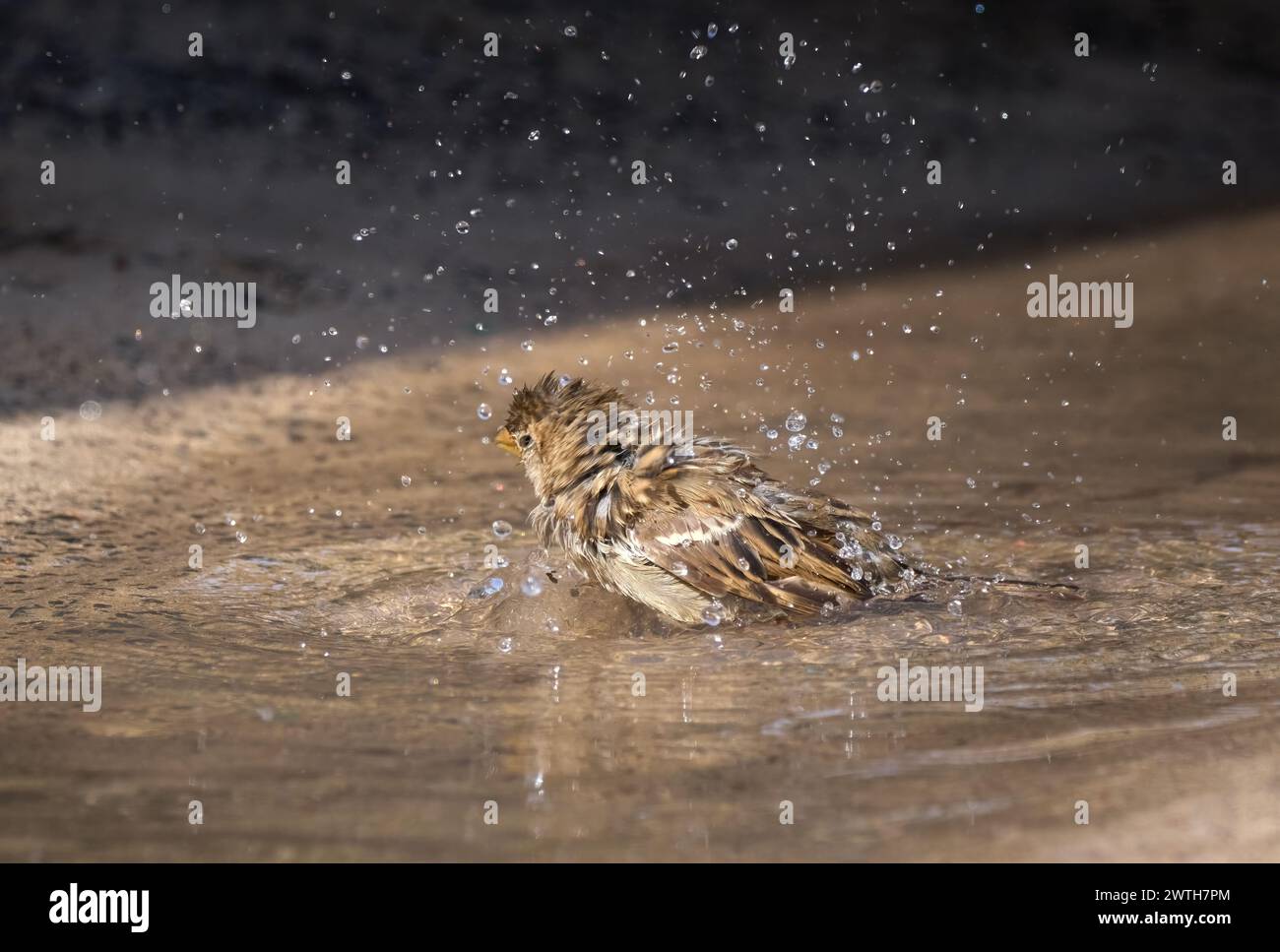 Spanischer Badesatz (Passer hispaniolensis), der sich mit vielen Wassertropfen schüttelt Stockfoto