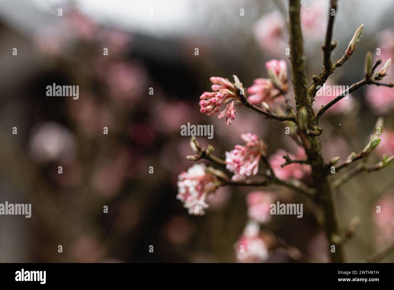 Der im Frühjahr blühende Viburnum farreri-Baum Stockfoto