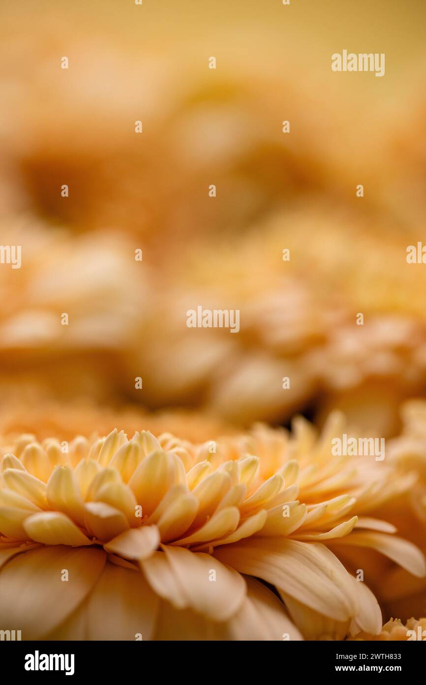 Gerbera blühen in sanfter Schärfe mit cremigen Orangetönen Stockfoto