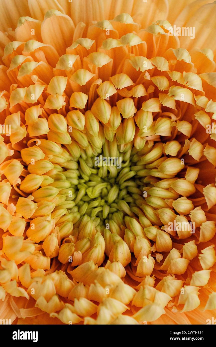 Gerbera Gänseblümchenherz mit leuchtenden Orangenblättern im Detail Stockfoto