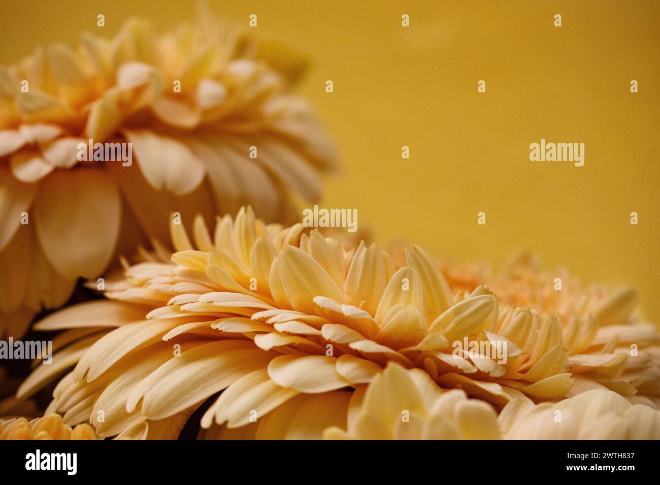 Weiches Makro aus mehrschichtigen Gerbera-Gänseblümchen in pfirsichfarbenen Tönen Stockfoto