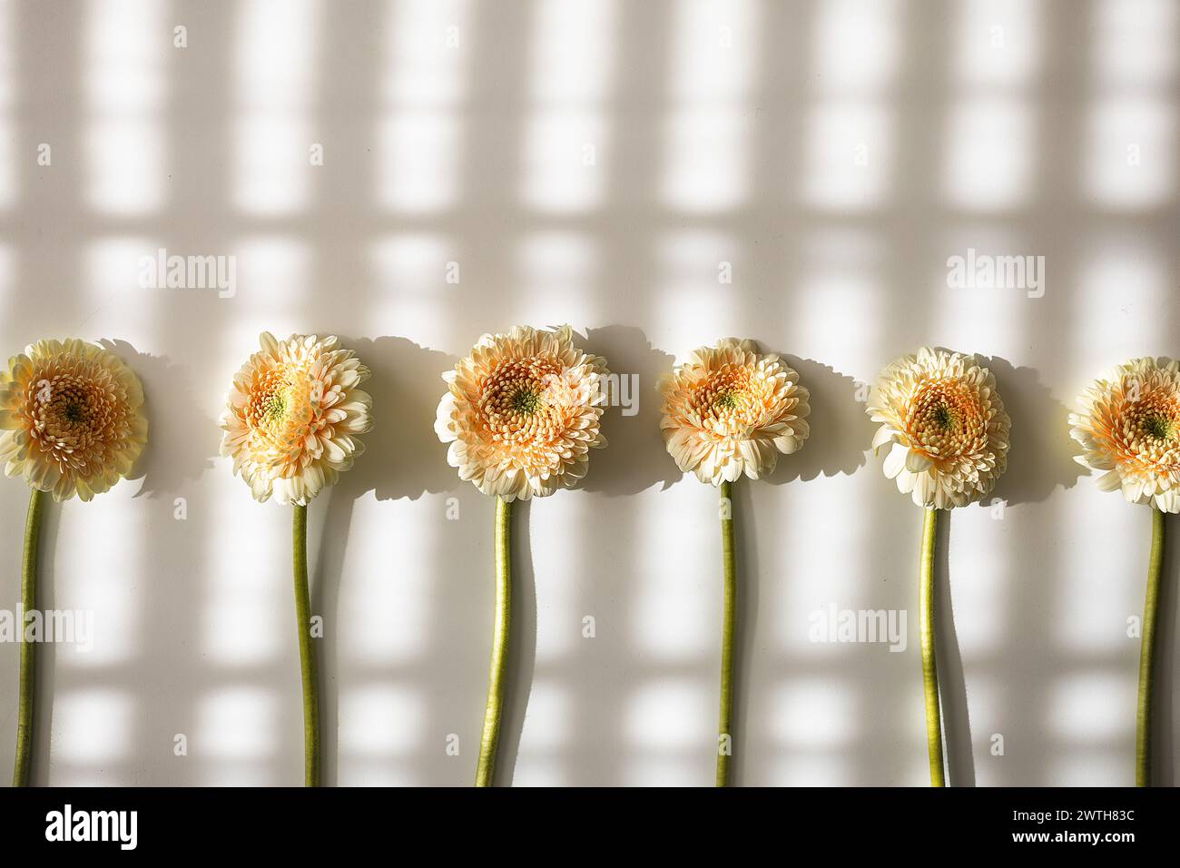 Gerbera blendend mit künstlerischen Schatten auf einer sonnigen Wand Stockfoto