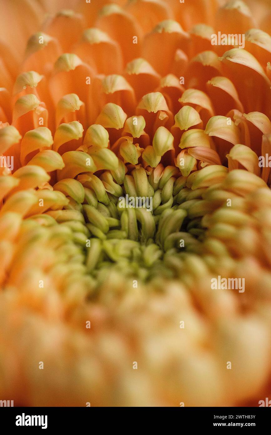 Gerbera Gänseblümchenherz mit leuchtenden Orangenblättern im Detail Stockfoto