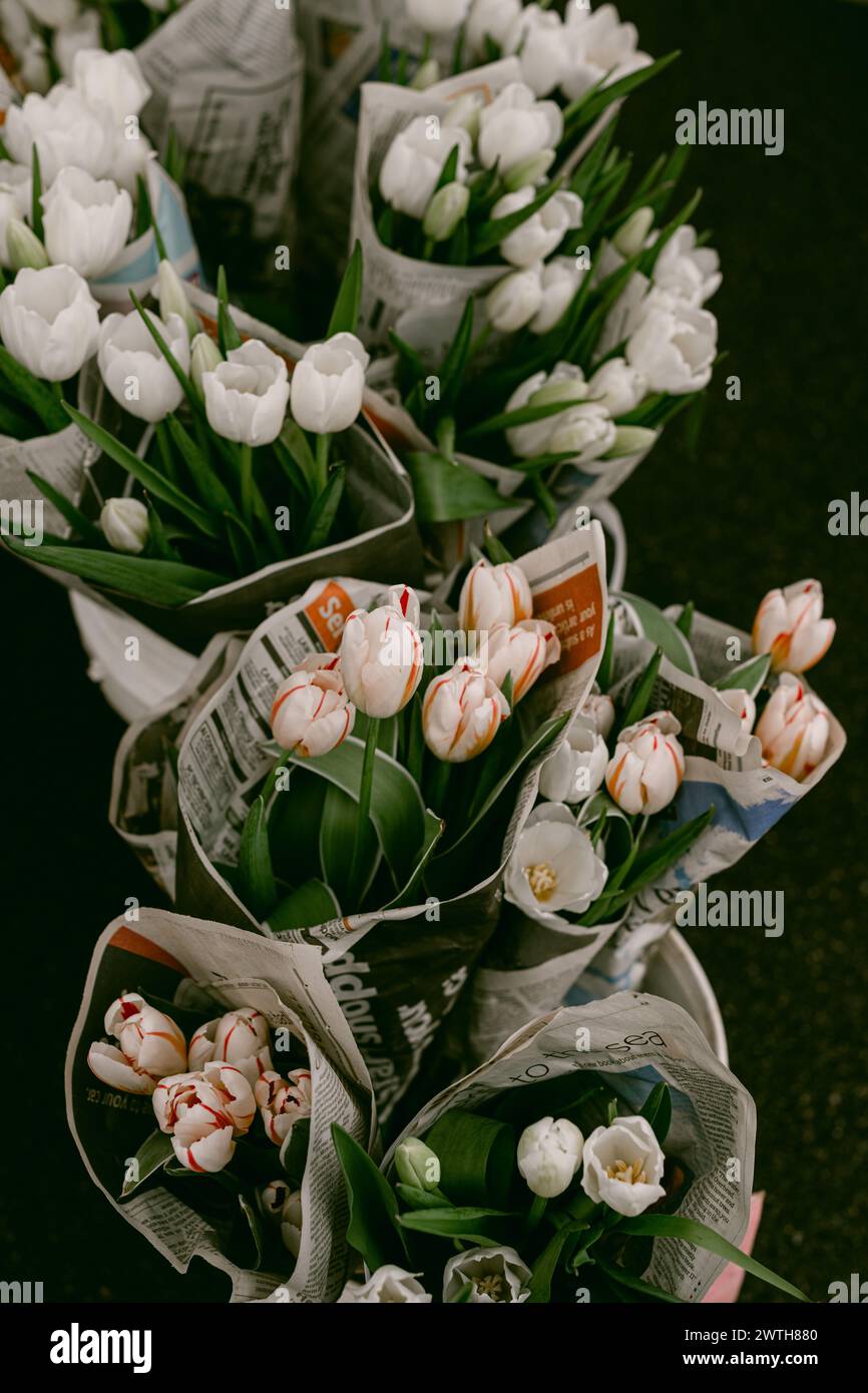 Weiße Tulpen, in Zeitung gewickelt Stockfoto