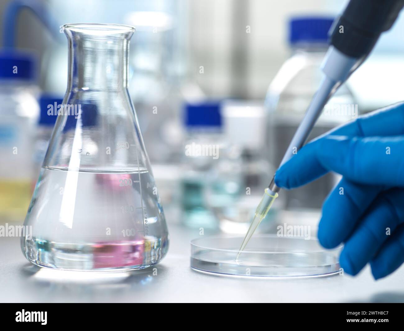 Pharmazeutische Forschung, Wissenschaftler pipettieren Probe in eine Petrischale. Stockfoto