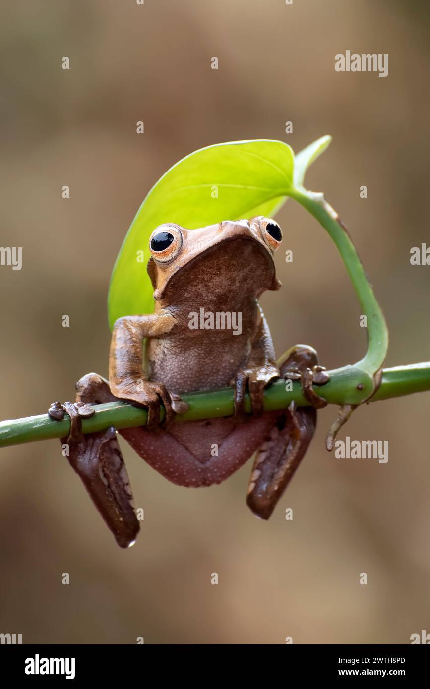 Nahaufnahme eines javanischen Baumfrösches Stockfoto