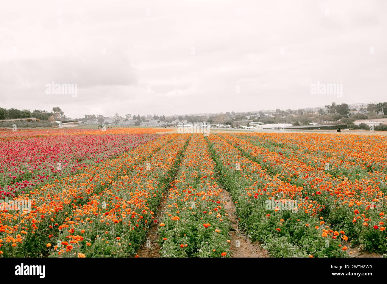 Orangefarbenes und rosafarbenes Ranunkel-Blumenfeld Stockfoto